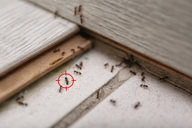 Reliable Chesapeake Beach, MD Pest Control Solutions