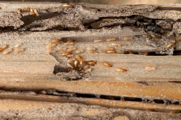 Best Emergency Pest Control  in Chesapeake Beach, MD